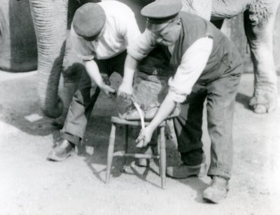 Baby Indian Elephant and adult female Indian Elephant, Assam Lukhi who is with keeper Charles Eyles, having her feet trimmed at London Zoo, September 1923 by Frederick William Bond
